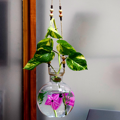 money plant glass pot Mithilashri Round Color Hanging Glass Vase 20X16 cm With Iron L Shape – MithilaShri
