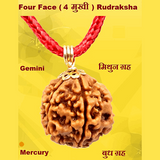 Four Face(Chaar-Mukhi) Rudraksha Lab Certified