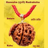 Ganesh-MUKHI Rudraksha Lab Certified