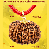 Twelve Face(Baarah-Mukhi) Rudraksha Lab Certified