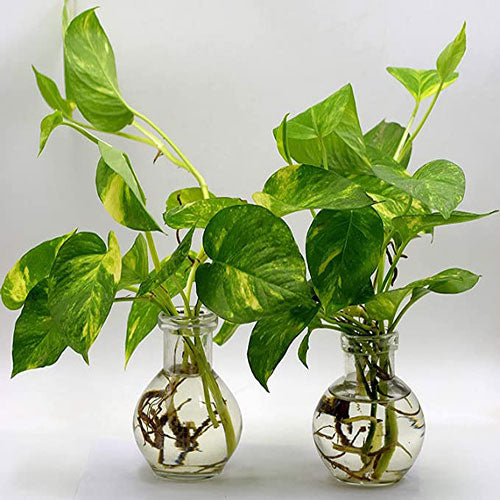 Round Glass Vase - Small - Set of 2 - 12X10 Cm