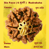 Six Face(Chhah-Mukhi) Rudraksha Lab Certified