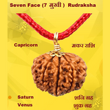 Seven Face(Saat-Mukhi) Rudraksha Lab Certified