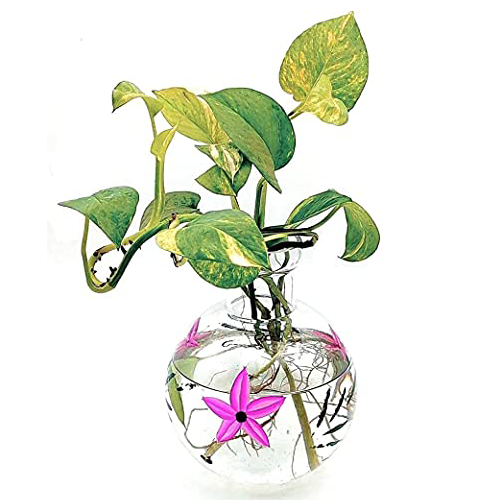Mithilashri Round Flower Glass Vase 12X10 Cm Elegant Flower Designed Vase For Money Plant, Lucky Bamboo Plant | Flower Pot