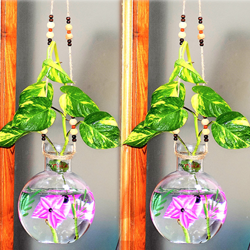 glass vase for money plant Mithilashri Glass Vase Set of 2 Round Hanging 20x16 cm iron L shape ha –  MithilaShri