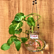 Mithilashri Round Glass Vase - Small - Hanging - 12X10 Cm